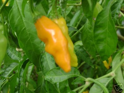 A datil pepper from my garden.