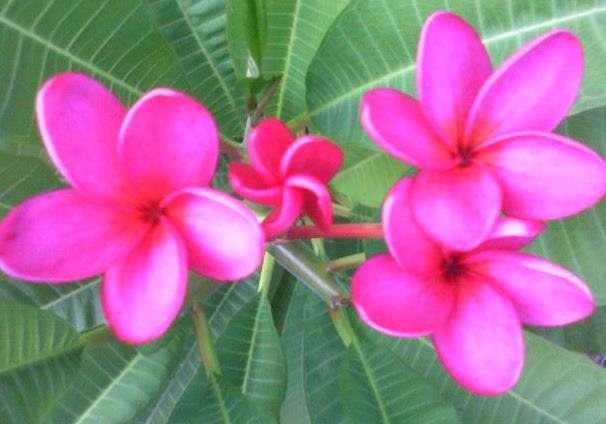 My Plumeria!
